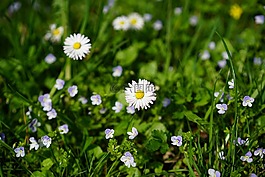 雛菊,花,開花