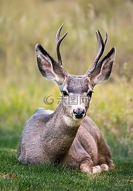鹿,號角,動物