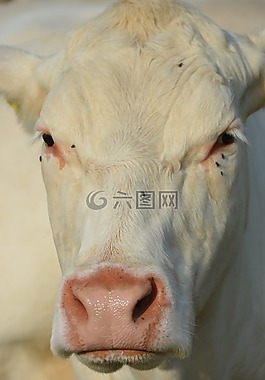 牛,動(dòng)物,查看