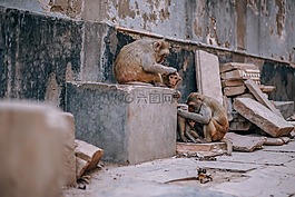 動(dòng)物,亞洲,嬰兒