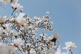 白,花,盛開
