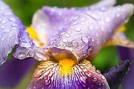 鳶尾花,虹膜,雨滴
