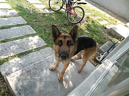 狗,德國牧羊犬,寵物
