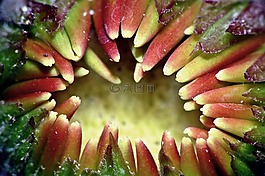 花的,植物,自然