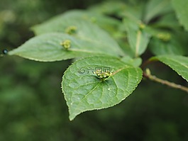 鮮花,5 月,新綠