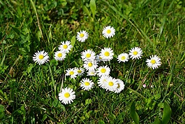 雛菊,花,開花