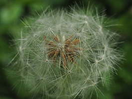 鮮花,5 月,新綠