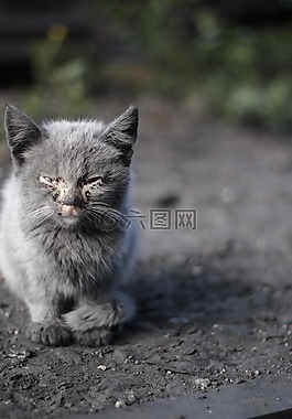 小貓,病,生活