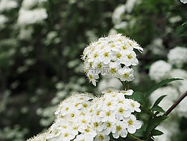 鮮花,5 月,新綠