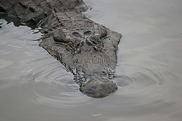 佛羅里達(dá)州,揚(yáng)子鱷,風(fēng)險(xiǎn)