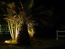 棕櫚,treee,棕櫚樹(shù)