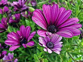 花,雛菊,鮮花