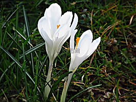 krokus,春,比尔