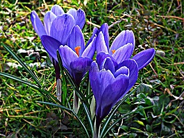 krokus,花,紫