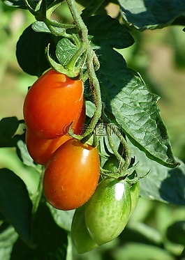 西紅柿,花園,生物
