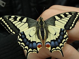 配合,鳳蝶 machaon,燕尾蝶