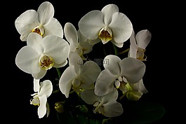 蘭花,花,植物