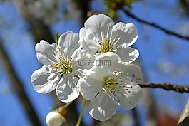 花,鮮花,白花