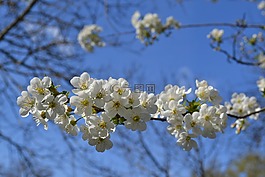 花,鮮花,白花