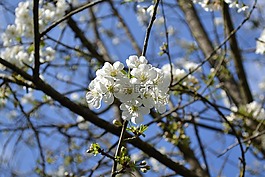花,鮮花,白花