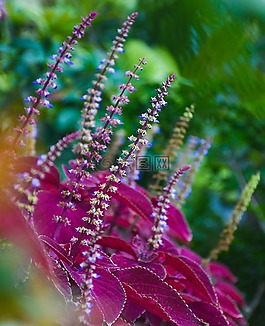 花,紅色,花的