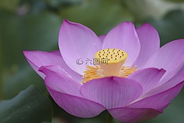 荷花,风景,自然
