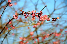 梅花,風景,春天