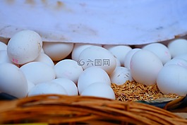 蛋,雞,小雞