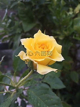 花,植物區(qū)系,葉