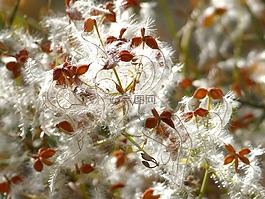 植物野生动物,棉花,种子