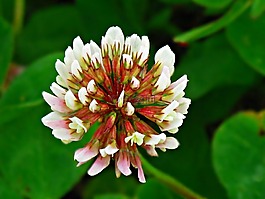 三葉草,花,性質(zhì)