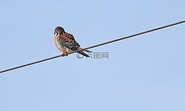 鳥,自然,戶外