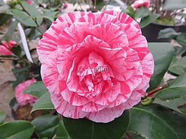 性質,花,卡梅利亞
