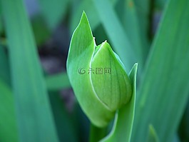 花卉,虹膜,春天