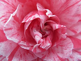 花,卡梅利亞,粉色
