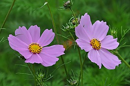鮮花,flower,春天