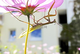螳螂,昆蟲,綠色