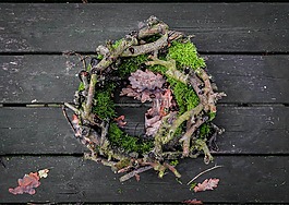 植物區(qū)系,葉,桌面