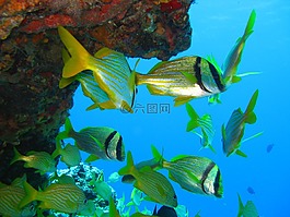 魚,水下,海洋