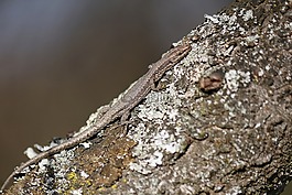 蜥蜴,偽裝,樹