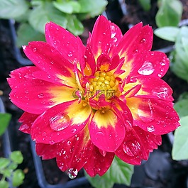 花,大麗花,夏季