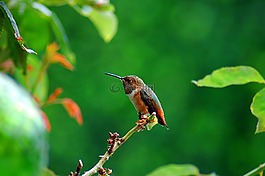 自然,蜂鳥,鳥
