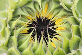 太陽花,開花,夏季