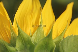 太陽花,花瓣,開花