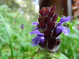 開(kāi)花,紫,宏