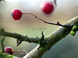 秋天,灣,紅色
