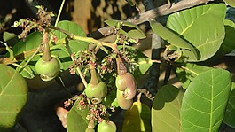 腰果,cashewbaum,坚果