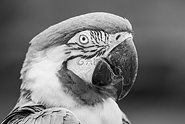 藍色和黃色的金剛鸚鵡,鳥,禽