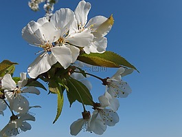 花,盛開(kāi)的櫻花,春天