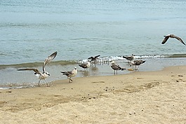 海鷗,海灘,海